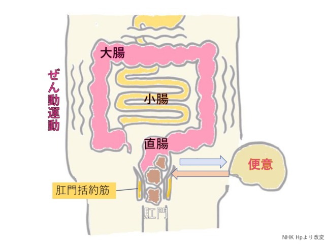 大腸の図 大腸の図
