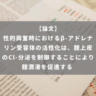 性的興奮時におけるβ-アドレナリン受容体の活性化は、腟上皮のCl-分泌を制御することにより腟潤滑を促進する