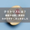 クリトリスとは？機能や役割、語源をわかりやすくまとめました