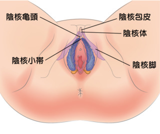 クリトリスが痒い痛い かゆみ痛みの原因と予防について 腟ペディア チツペディア