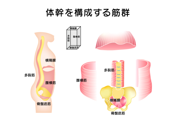 骨盤底筋トレーニング（腟トレ）は効果がない？泌尿器科専門医と医師兼