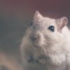 クリトリス全史【ラット（ネズミ）にもオーガズムあり？！】