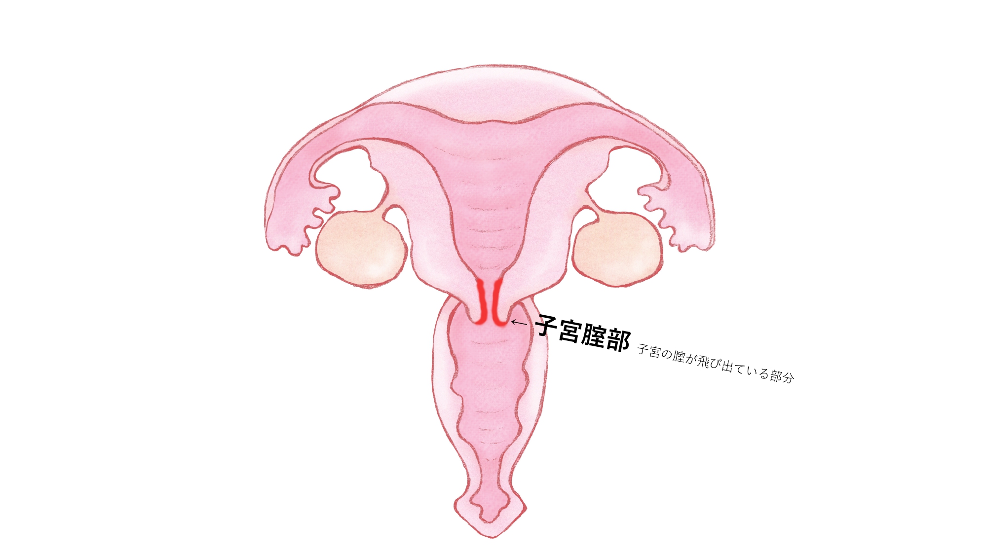 ポルチオとは？産婦人科専門医の丹羽咲江医師が子宮腟部を徹底解説します。 腟ペディア